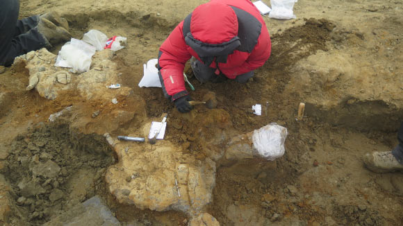 Excavation of aquatic reptile remains - Image: Journal of Systematic Palaeontology