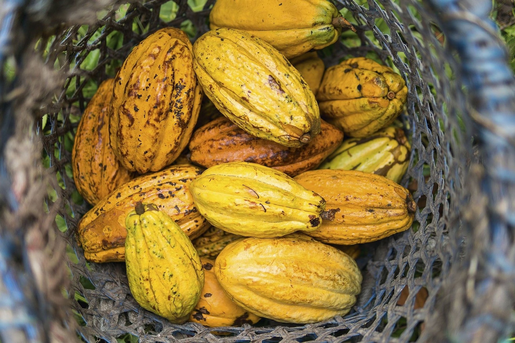 Cacao Nacional